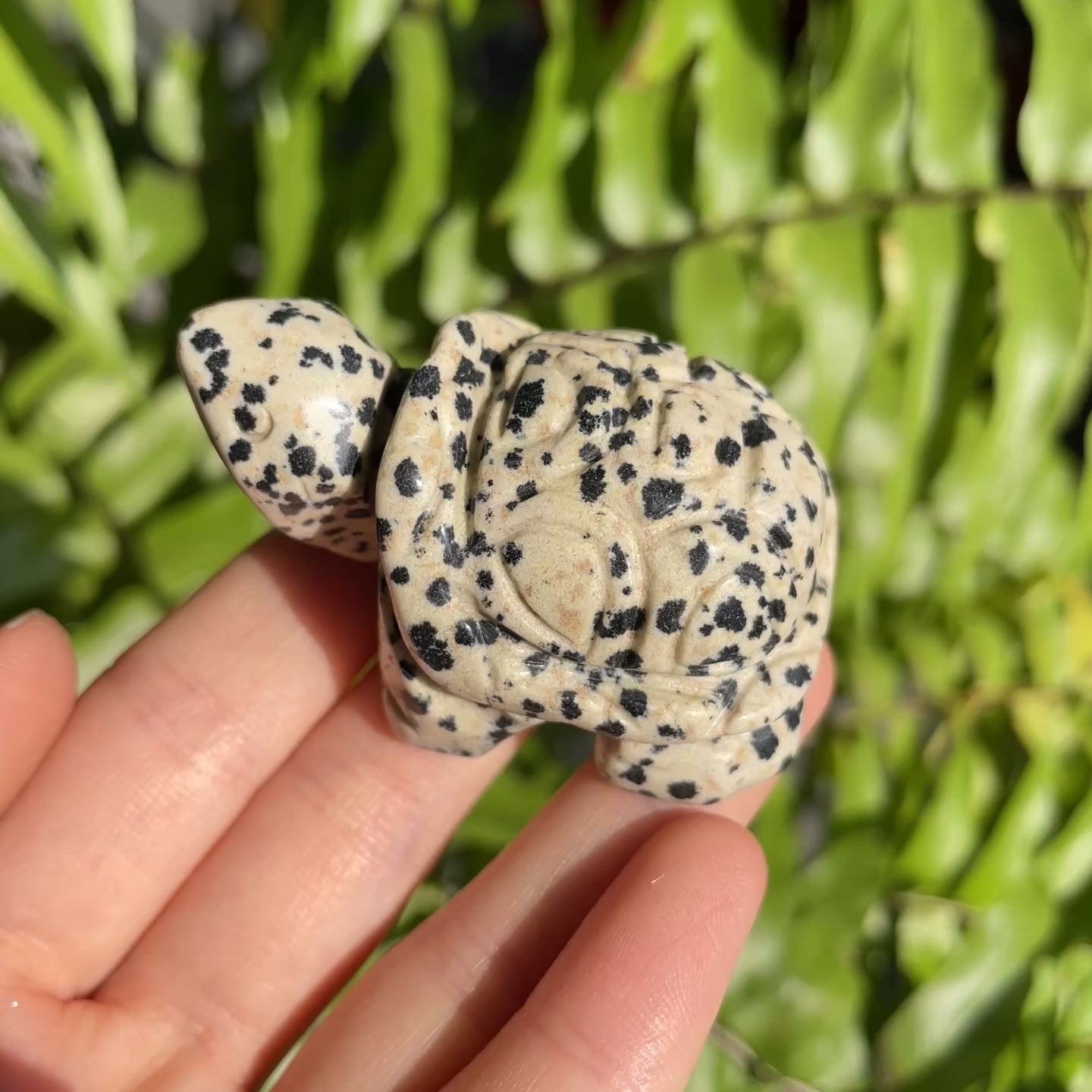 Dalmatian Jasper Turtle
